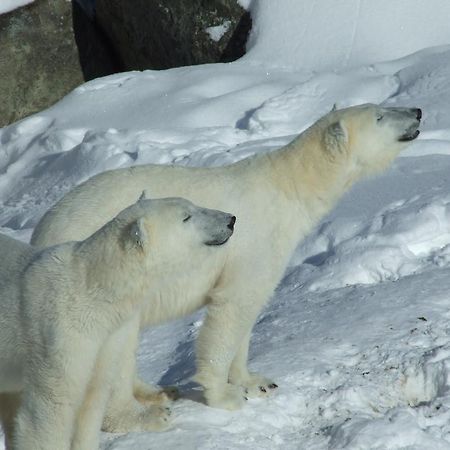 Lapland Igloo Hotel Ranua Luaran gambar