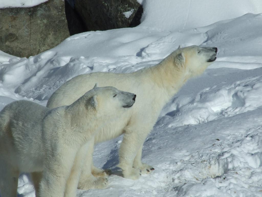 Lapland Igloo Hotel Ranua Luaran gambar