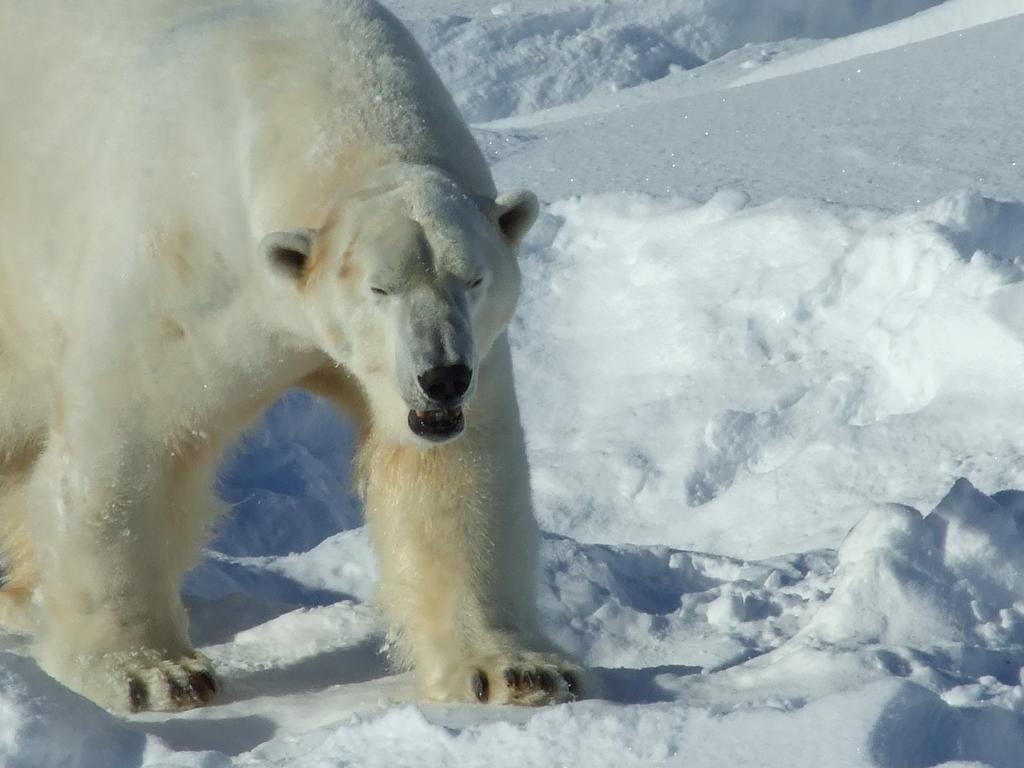 Lapland Igloo Hotel Ranua Luaran gambar