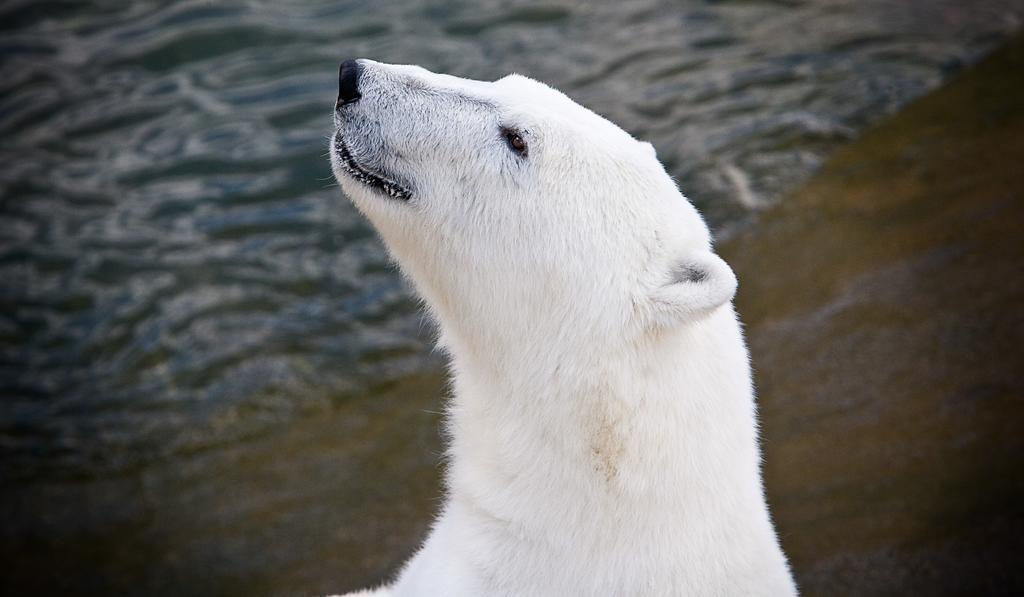 Lapland Igloo Hotel Ranua Luaran gambar